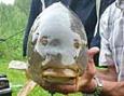 H. Linders 30 pond 2 s