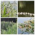 7066BB20-24E5-41CF-AE73-F45DC4F7000E-COLLAGE