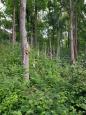 IMG-20210604-WA0000.jpg