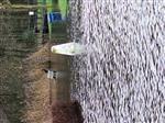 Update wateroverlast Wanssums Ven